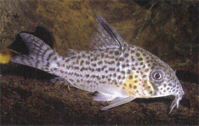 Corydoras sp. C62